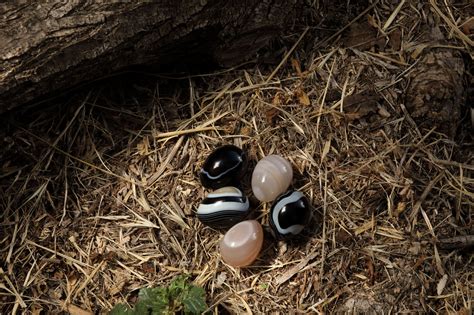  “Trono di Conchiglie” - Un Omaggio alla Natura e al Mistero Cosmico